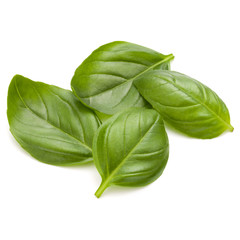 Sweet basil herb leaves handful isolated on white background closeup