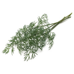 Close up shot of branch of fresh green dill herb leaves isolated on white background