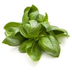 Sweet basil herb leaves bunch isolated on white background