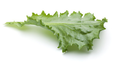 Close up studio shot of fresh green endive salad leaf isolated on white background.