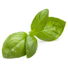 Sweet basil herb leaves isolated on white background closeup