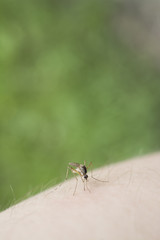 mosquito on human skin