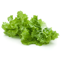 fresh green lettuce salad leaves isolated on white background