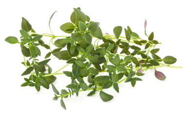 Thyme fresh herb isolated on white background