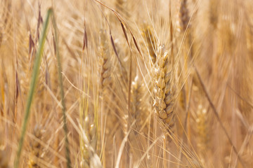 Wheat field. Ears of golden wheat close up. Rich harvest Concept. On a sunny day, in La Rioja, Spain.