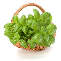 Sweet basil herb leaves bunch in wicker basket isolated on white background cutout