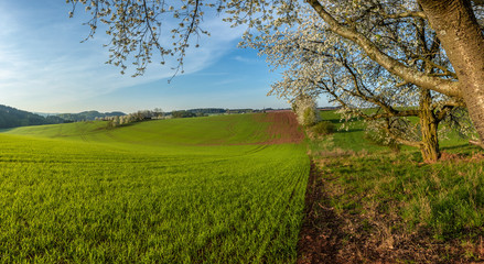 Beautiful spring panorama. Endless fields with fresh crop. Young plants. Vivid colors. Blossoming cherry tree. Amazing, warm and peaceful morning. Natural scene. Landscape.