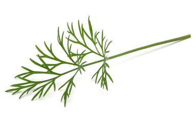 Obraz premium Close up shot of branch of fresh green dill herb leaves isolated on white background