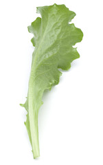 Close up studio shot of fresh green endive salad leaf isolated on white background.