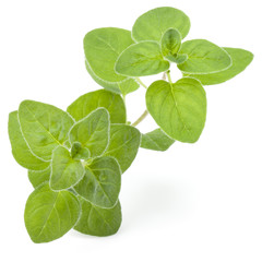 Oregano or marjoram leaves isolated on white background cutout