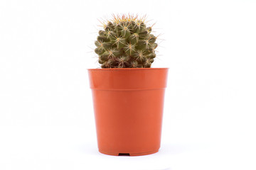flower cactus in a pot on a white background