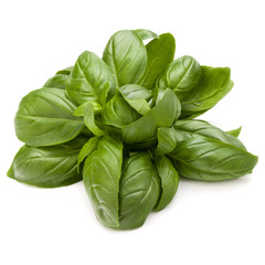 Sweet basil herb leaves bunch isolated on white background