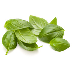 Fototapeta premium Sweet basil herb leaves handful isolated on white background closeup