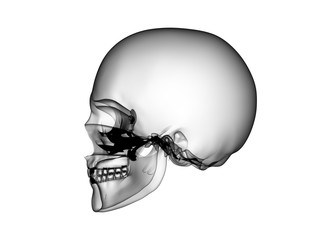 X RAY SKELETON 3D RENDER