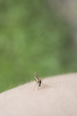 mosquito on human skin