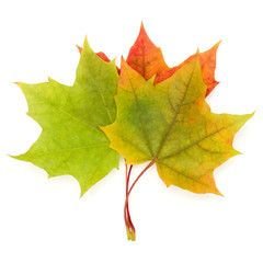 colorful autumn maple leaf isolated on white background