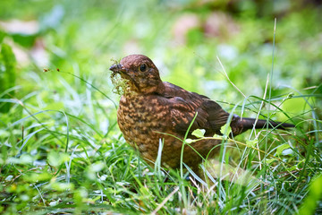 Common blackbird juvenile (Turdus merula)  searching for food