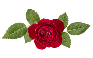 Naklejka premium one red rose flower with leaves isolated on white background cutout