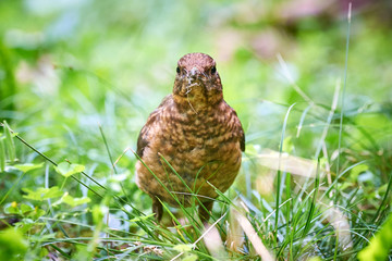 Common blackbird juvenile (Turdus merula)  searching for food