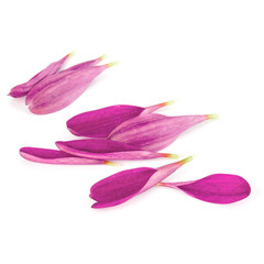 Lilac chrysanthemum flower petals isolated on white background