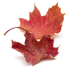 colorful autumn maple leaf isolated on white