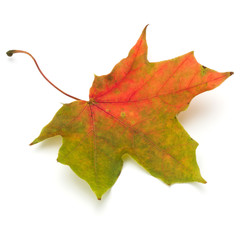 colorful autumn maple leaf isolated on white