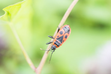 Czerwony owad na kwiatku mięty © Kasia R.