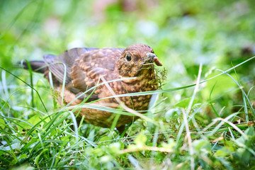 Common blackbird juvenile (Turdus merula)  searching for food