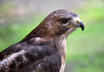 Fototapeta premium aguila