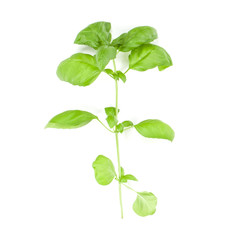 Sweet Genovese basil branch isolated on white background. Flat, Top view.