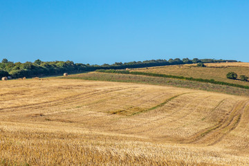 Fototapeta na wymiar A harvested field in the Sussex countryside, on a sunny summer's day