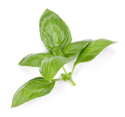 sweet basil herb leaves isolated on white background. Genovese basil leaf.