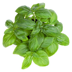 Fresh sweet Genovese basil bouquet isolated on white background cutout. Top view.