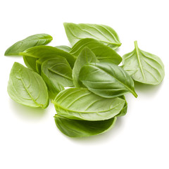 Sweet basil herb leaves handful isolated on white background closeup