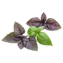 Close up studio shot of fresh green and red basil herb leaves mix isolated on white background. Sweet Genovese basil and Purple Dark Opal Basil.