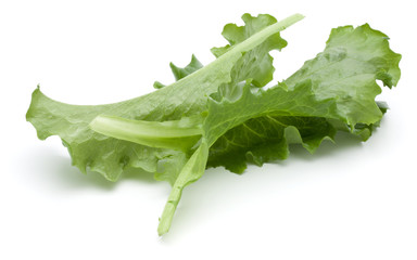 Close up studio shot of fresh green endive salad leaf isolated on white background.
