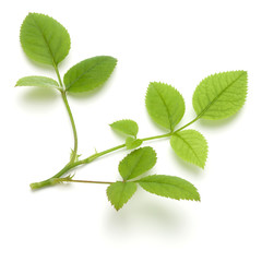 Green rose leaf isolated on white background cutout