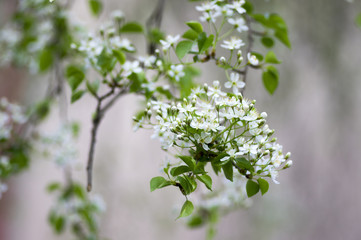 Mahaleb cherry tree flowering, deciduous tree with group of small white flowers and green leaves on branches
