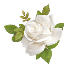 Obraz premium one white rose flower head with leaves isolated on white background cutout