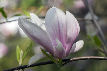 Magnolia soulangeana also called saucer magnolia flowering springtime tree with beautiful pink white flower on branches