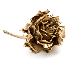 One gold rose isolated on white background cutout. Golden dried flower head, romance concept.