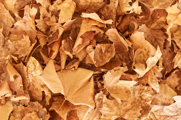 background of fallen leafs