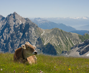 Fototapeta na wymiar Beautiful alpine landscape with cows in the foreground. Alps background.