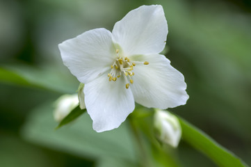 Naklejka na ściany i meble False jasmine in bloom, ornamental white flower on shrub branch