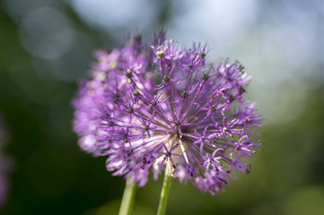 Allium hollandicum, group of purple persian ornamental onion flowers in bloom