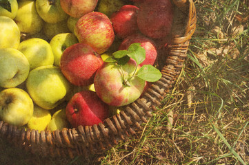 Ripe juicy apples in a wooden basket on the grass with grunge texture, toned. Autumn harvest of apples