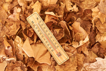 wood thermometer in a background of fallen leafs