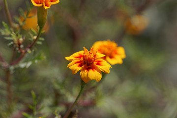 Signet marigold (Tagetes tenuifolia)