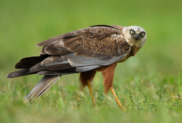 Marsh harrier (Circus aeruginosus) - male