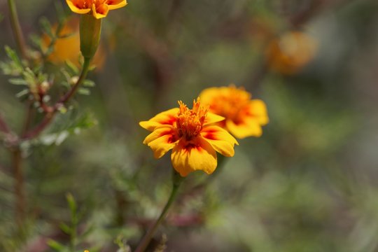 Signet marigold (Tagetes tenuifolia)